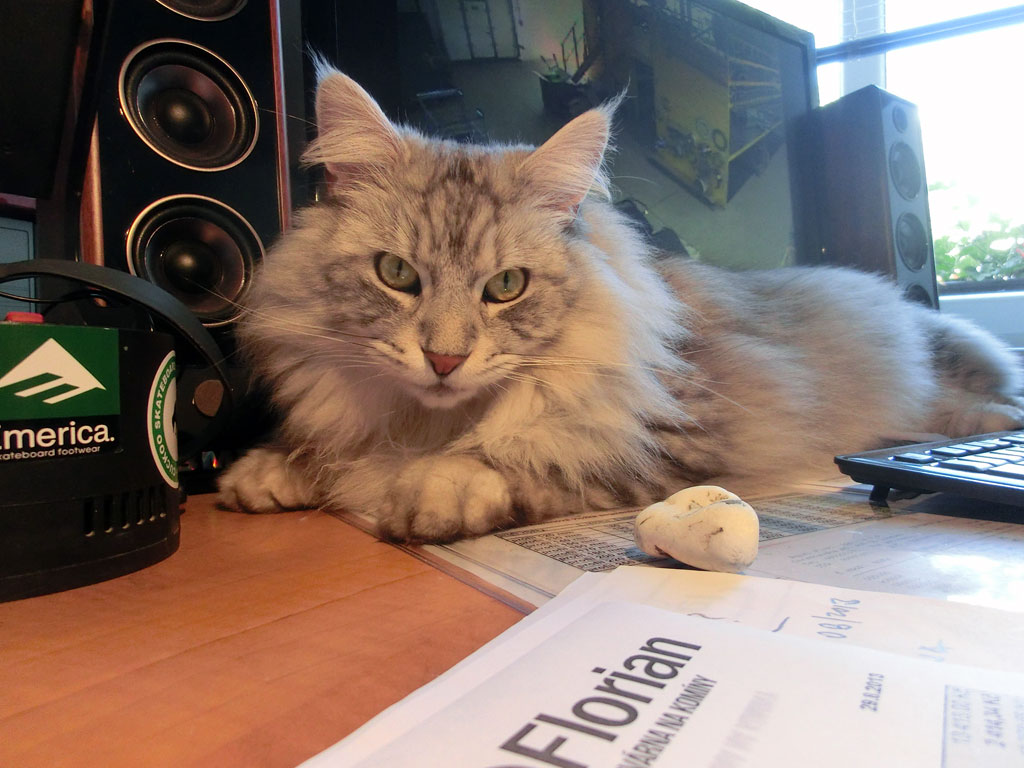 Kocour Jeffry — maskot Floriana