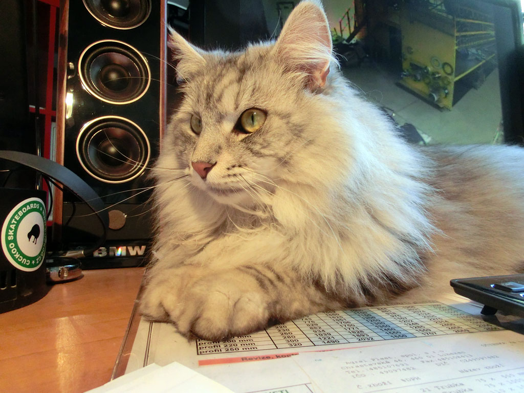 Kocour Jeffry — maskot Floriana